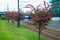 Blooming hawthorn trees in the city in summer