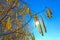 Blooming hazelnut tree, blue sky