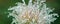 blooming head of Pulsatilla patens, Eastern pasqueflower, prairie crocus, and cutleaf anemone flower in rain