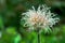 blooming head of Pulsatilla patens, Eastern pasqueflower, prairie crocus, and cutleaf anemone flower in rain. Raindrops on flower