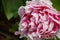 Blooming head of a white pink peony close-up