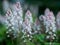 Blooming heartleaf foamflower or false miterwort in spring. Flowering Tiarella cordifolia