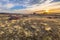 Blooming heath landscape scenery of heathland