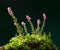 Blooming Heath tussock