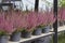 Blooming Heather Calluna, flower shop. Heather vulgaris Calluna vulgaris bloom of small red pink flowers. Decorative garden plant