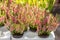 Blooming Heather Calluna in pots, pink green heather bush in a plastic container. Autumn flowering plant garden decoration, common
