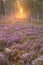 Blooming heather on the edge of a forest