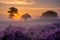 Blooming heather field in the Netherlands near Hilversum Veluwe Zuiderheide, blooming pink purple heather fields in the