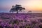 Blooming heather field in the Netherlands near Hilversum Veluwe Zuiderheide, blooming pink purple heather fields in the