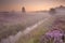 Blooming heather on a foggy morning at sunrise