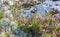 Blooming Heather And Reindeer Lichen Closeup