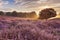 Blooming heather at sunrise, Posbank, The Netherlands