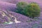 Blooming heathland in The Netherlands