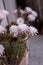 Blooming hedgehog cactus. White flowers of Echinopsis also known as Sea-urchin or Easter lily cactus