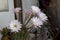 Blooming hedgehog cactus. White flowers of Echinopsis also known as Sea-urchin or Easter lily cactus