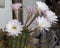 Blooming hedgehog cactus. White flowers of Echinopsis also known as Sea-urchin or Easter lily cactus