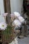 Blooming hedgehog cactus. White flowers of Echinopsis also known as Sea-urchin or Easter lily cactus