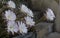 Blooming hedgehog cactus. White flowers of Echinopsis also known as Sea-urchin or Easter lily cactus