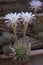 Blooming hedgehog cactus. White flowers of Echinopsis also known as Sea-urchin or Easter lily cactus