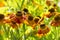 Blooming Helenium is pollinated by bees, collect honey bee, the pollination of garden flowers by insects. Beautiful