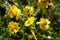 Blooming Helianthemum grandiflorum