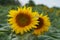 Blooming Helianthus annuus in field.