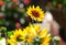 Blooming Helianthus Latin - Heliantus annuus