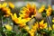 Blooming Helianthus Latin - Heliantus annuus