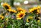 Blooming Helianthus Latin - Heliantus annuus