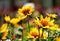 Blooming Helianthus Latin - Heliantus annuus