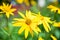 Blooming Helianthus tuberosus sunroot, topinambur in the garden