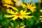 Blooming Helianthus tuberosus sunroot, topinambur in the garden