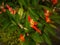 Blooming Heliconia in Bali, Parrot Heliconia. parrot`s flower