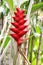 Blooming Heliconia flowers and other vegetation growing in a tropical garden