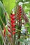 Blooming Heliconia flowers and other vegetation growing in a tropical garden