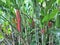 Blooming Heliconia flowers and other vegetation growing in a tropical garden