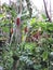 Blooming Heliconia flowers and other vegetation growing in a tropical garden