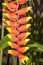 Blooming Heliconia, Nosy Be, Madagascar