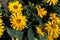 Blooming Heliopsis helianthoides blossom yellow flowers. A herbaceous plant in the Asteraceae family. Horizontal floral background