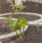 Blooming hellebore on a flowerbed