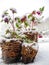 Blooming hellebores in wicker baskets and covered in sno