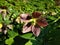 Blooming Helleborus orientalis Red Lady in the sun