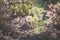 Blooming helleborus spring winter flower