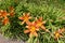 Blooming Hemerocallis fulva with many orange flowers