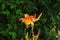 The blooming Hemerocallis is very beautiful