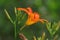 The blooming Hemerocallis is very beautiful