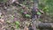 Blooming henbit deadnettle near the black charred trunk of a birch. Closeup