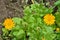 Blooming herb marigold