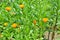 Blooming herb marigold 5