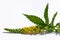 Blooming herbal plant Common agrimony Agrimonia eupatoria